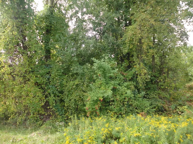 $33,000 | 215 Grand Junction, Grand Junction, MI 49056