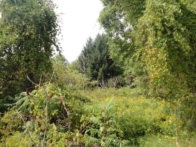 $33,000 | 215 Grand Junction, Grand Junction, MI 49056