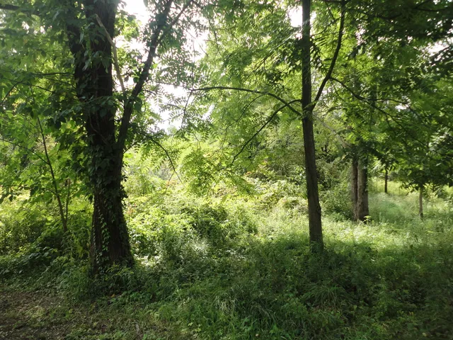 $33,000 | 215 Grand Junction, Grand Junction, MI 49056