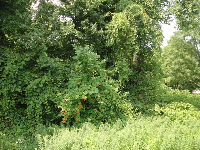 $33,000 | 215 Grand Junction, Grand Junction, MI 49056