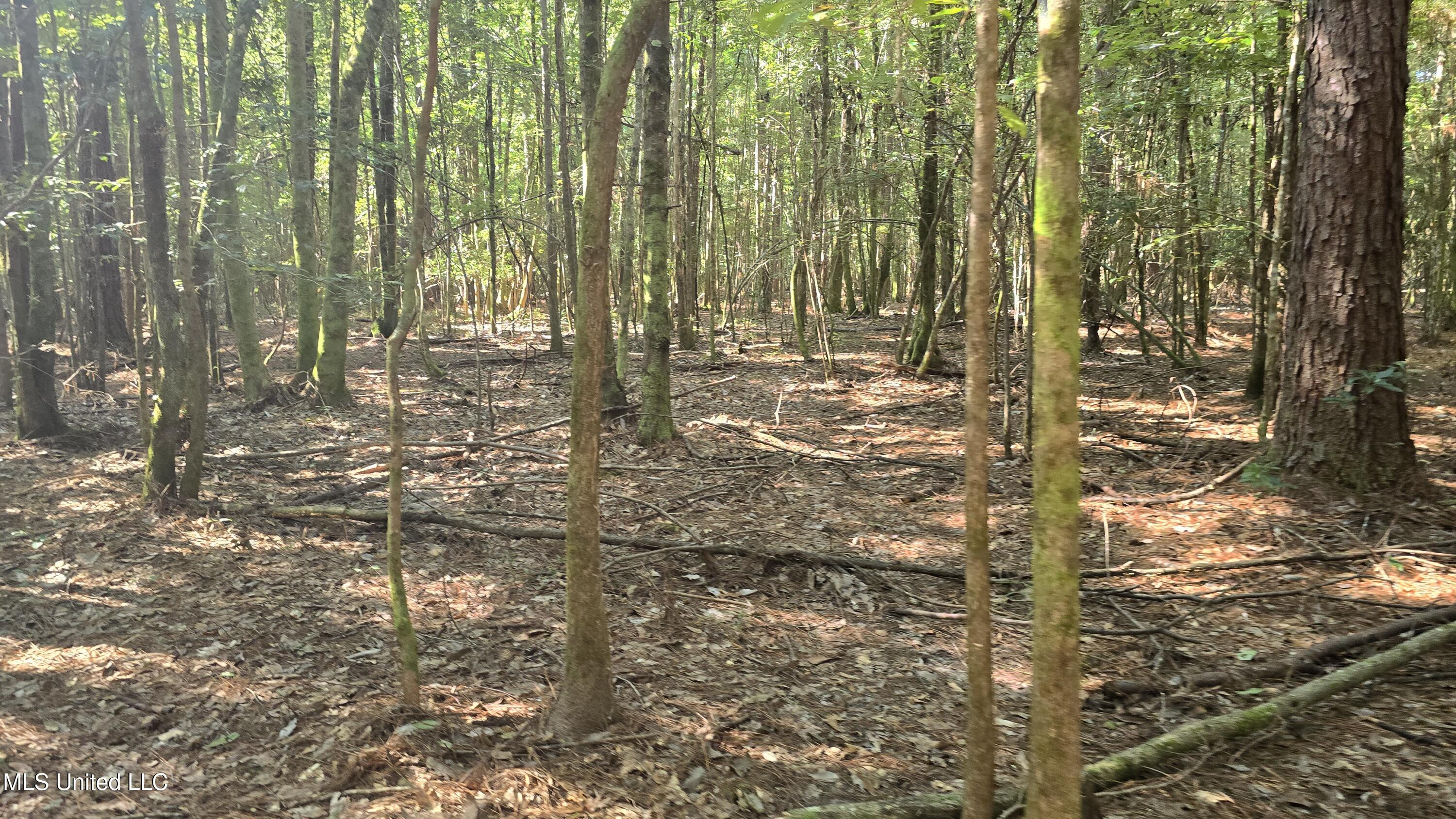 0 Davis Road Purvis, MS 39475 - Photo 11 of 51 20250825_095806