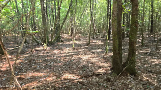 $315,315 | 0 Davis Road, Purvis, MS 39475