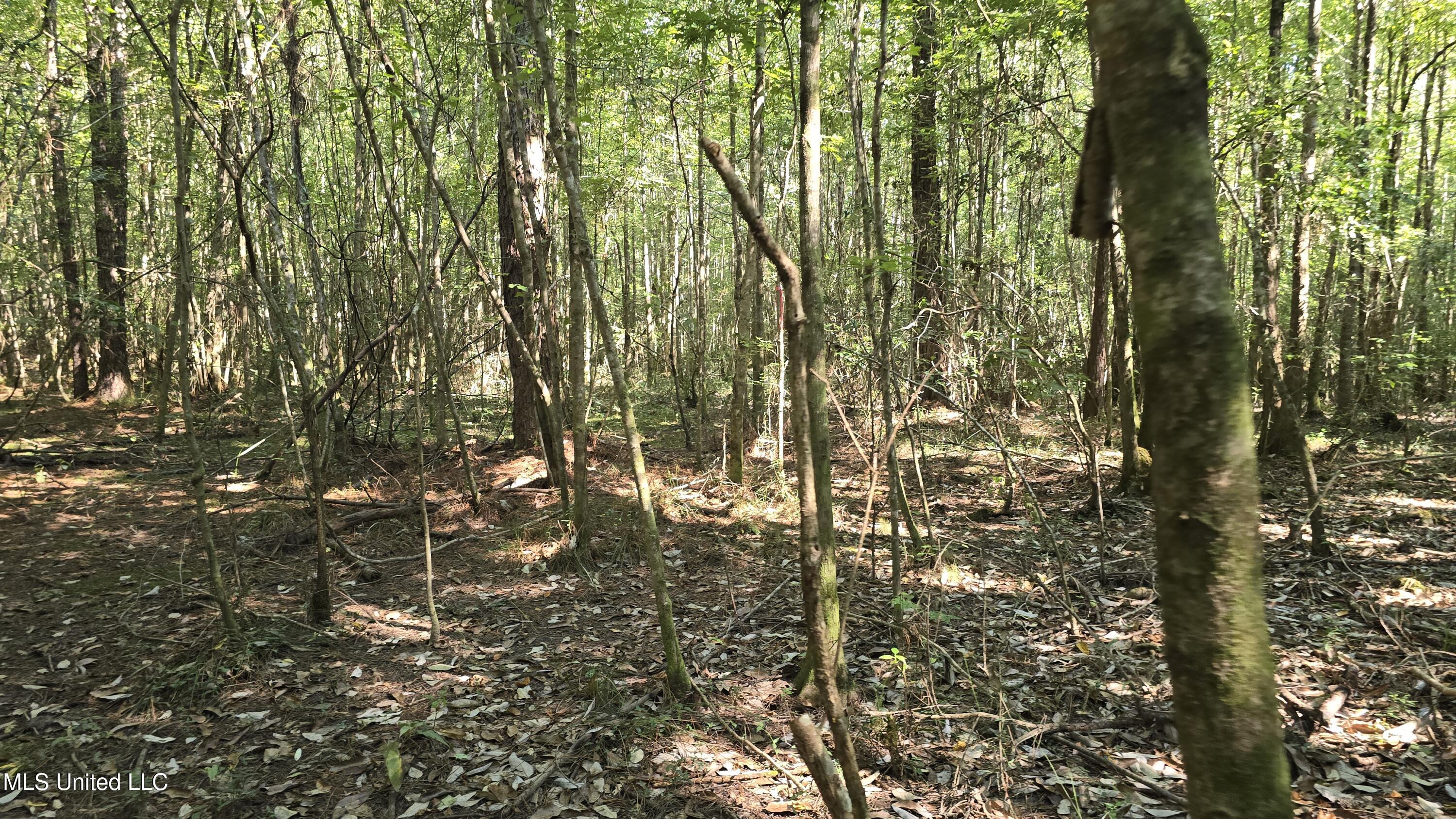 0 Davis Road Purvis, MS 39475 - Photo 13 of 51 20250825_100413