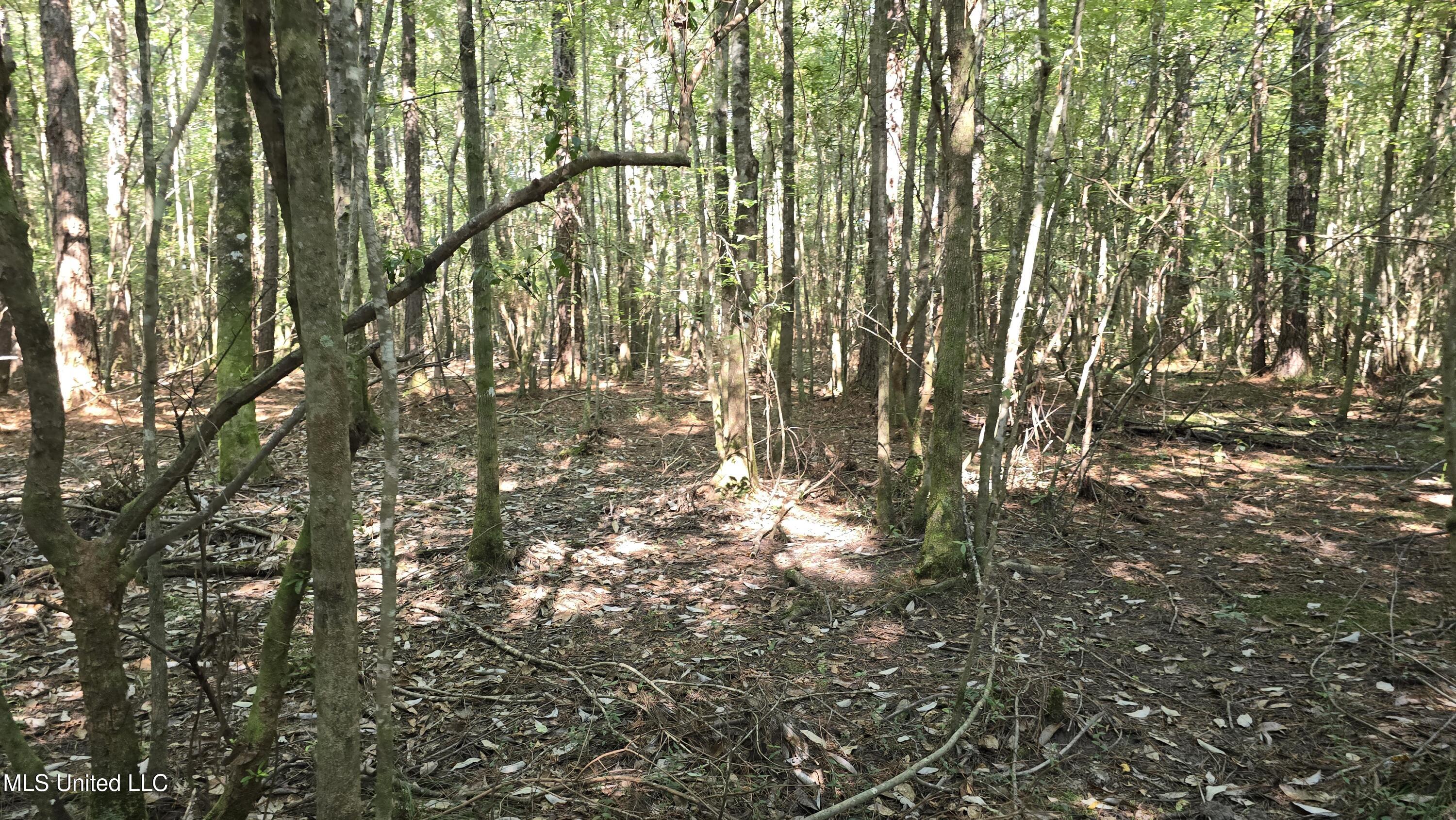 0 Davis Road Purvis, MS 39475 - Photo 14 of 51 20250825_100415