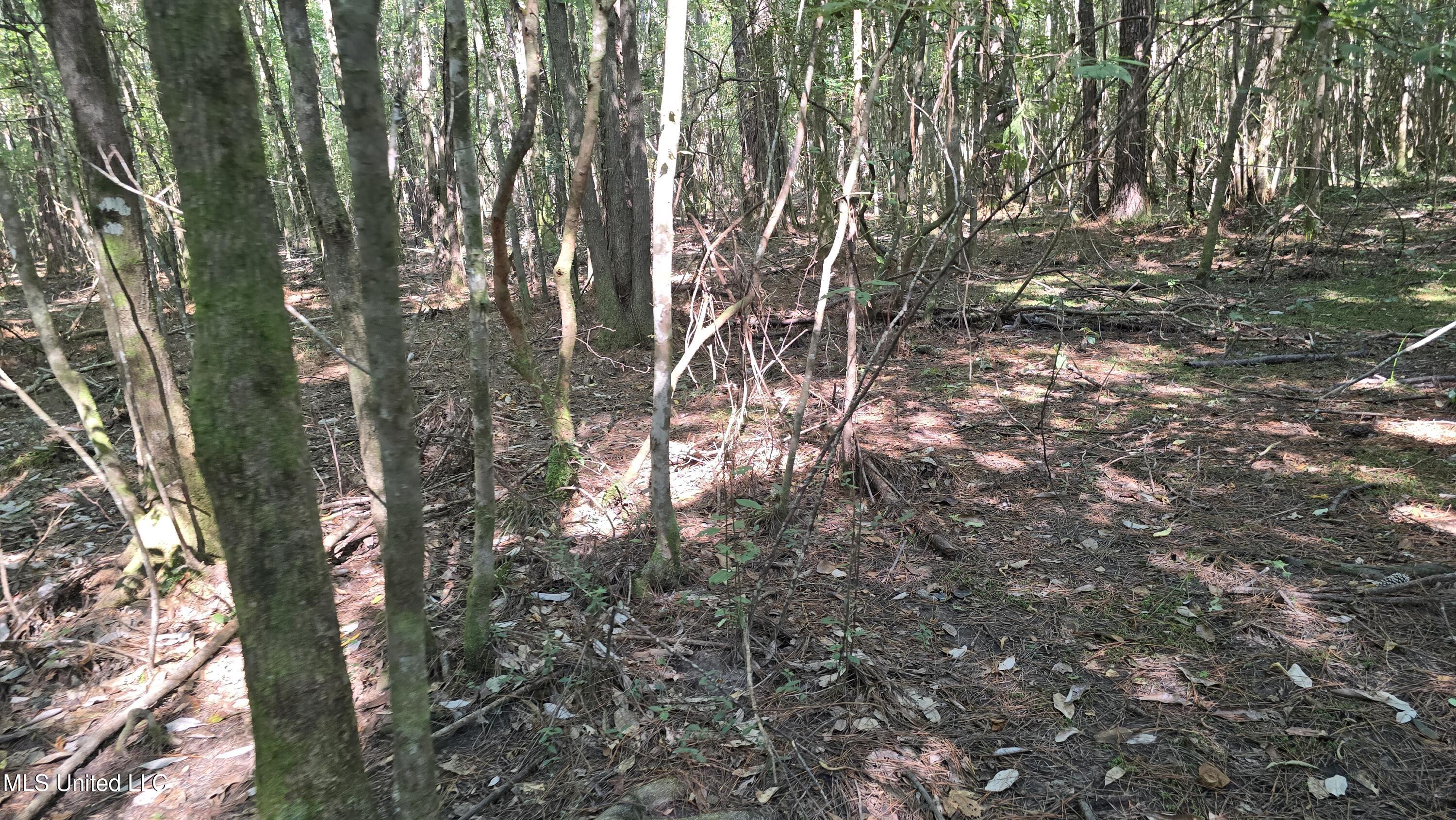 0 Davis Road Purvis, MS 39475 - Photo 15 of 51 20250825_100420