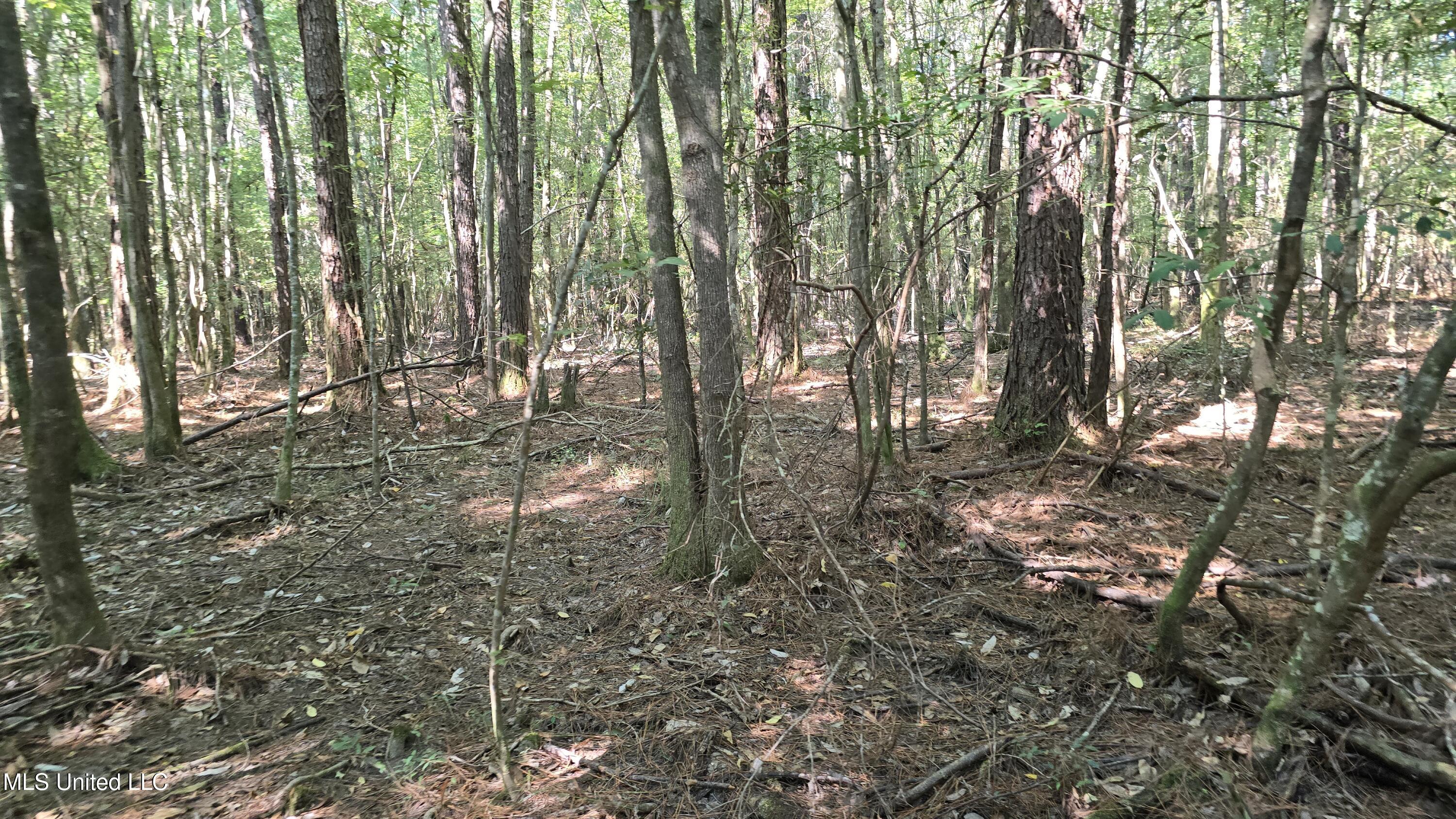 0 Davis Road Purvis, MS 39475 - Photo 17 of 51 20250825_100427