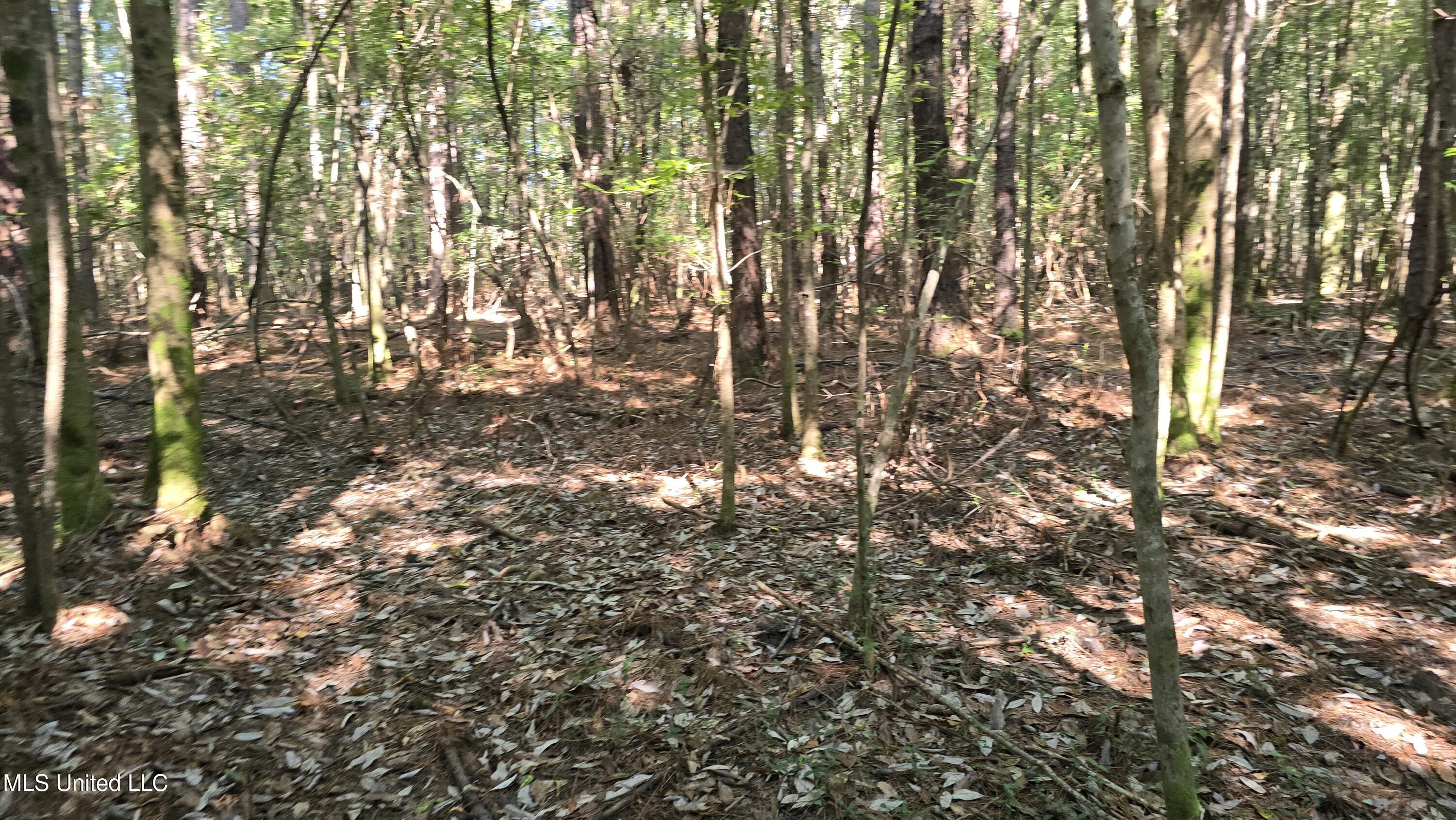 0 Davis Road Purvis, MS 39475 - Photo 18 of 51 20250825_100504