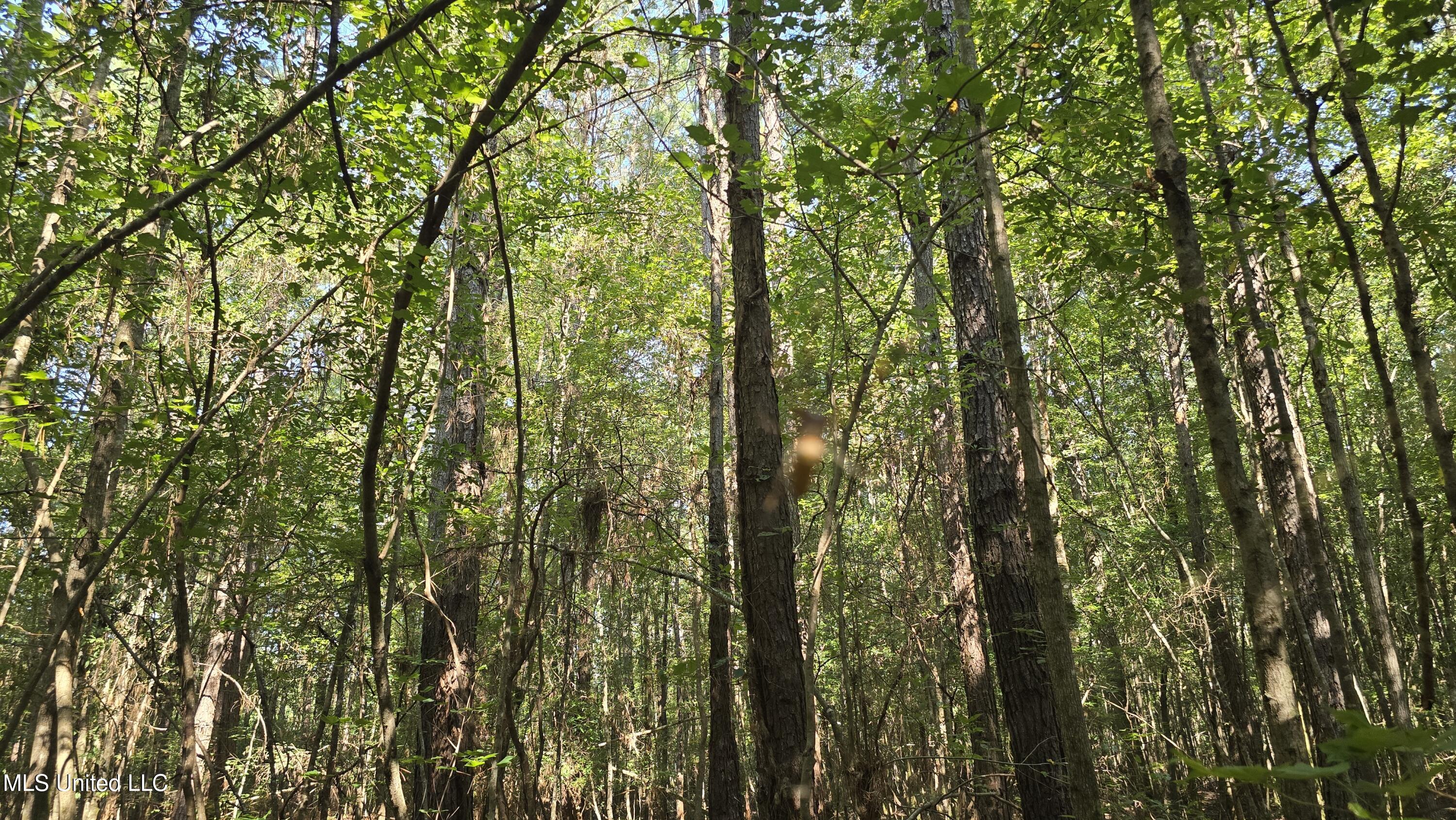 0 Davis Road Purvis, MS 39475 - Photo 19 of 51 20250825_100523