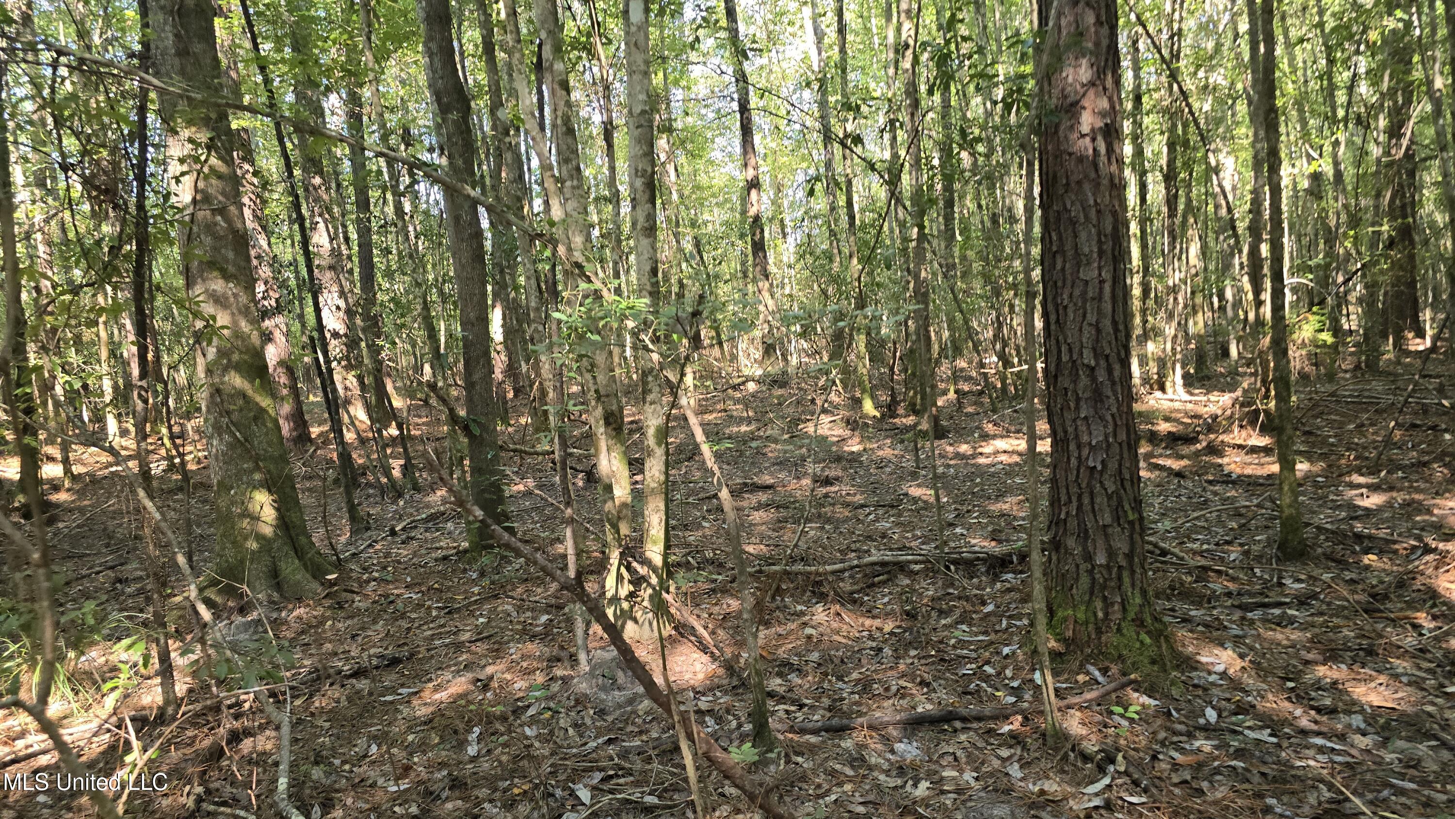 0 Davis Road Purvis, MS 39475 - Photo 20 of 51 20250825_100609