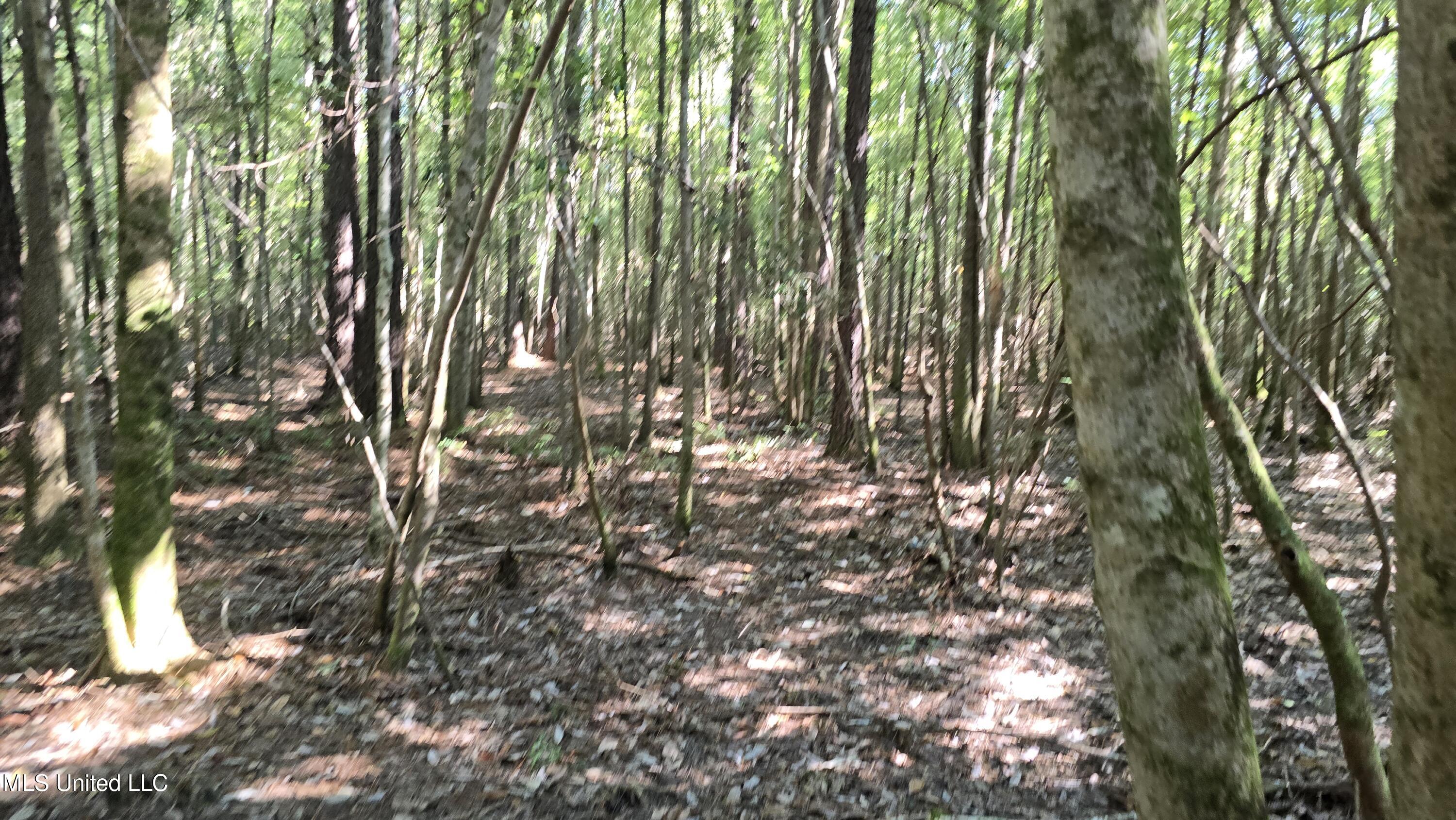 0 Davis Road Purvis, MS 39475 - Photo 21 of 51 20250825_100612