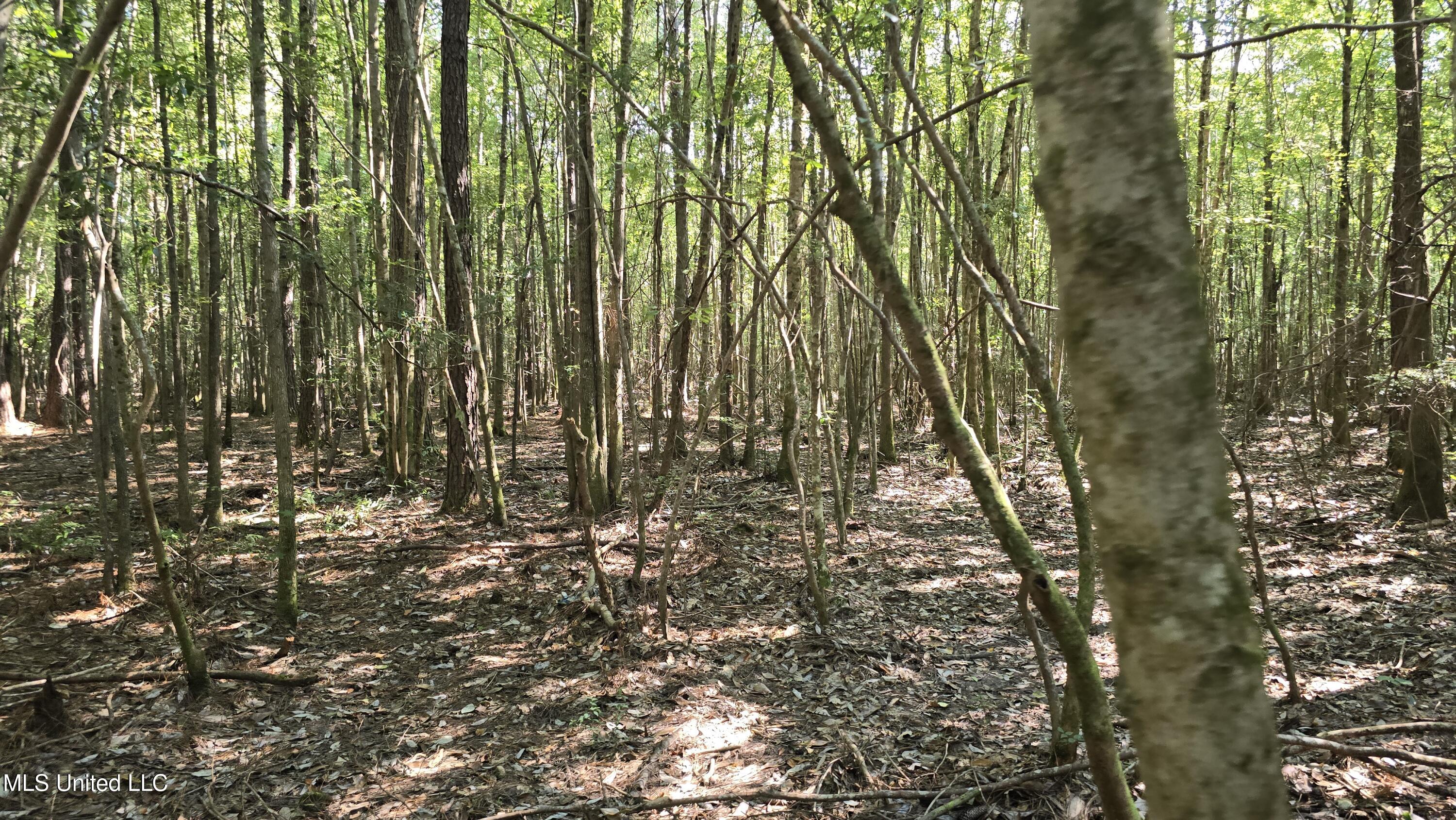 0 Davis Road Purvis, MS 39475 - Photo 22 of 51 20250825_100613