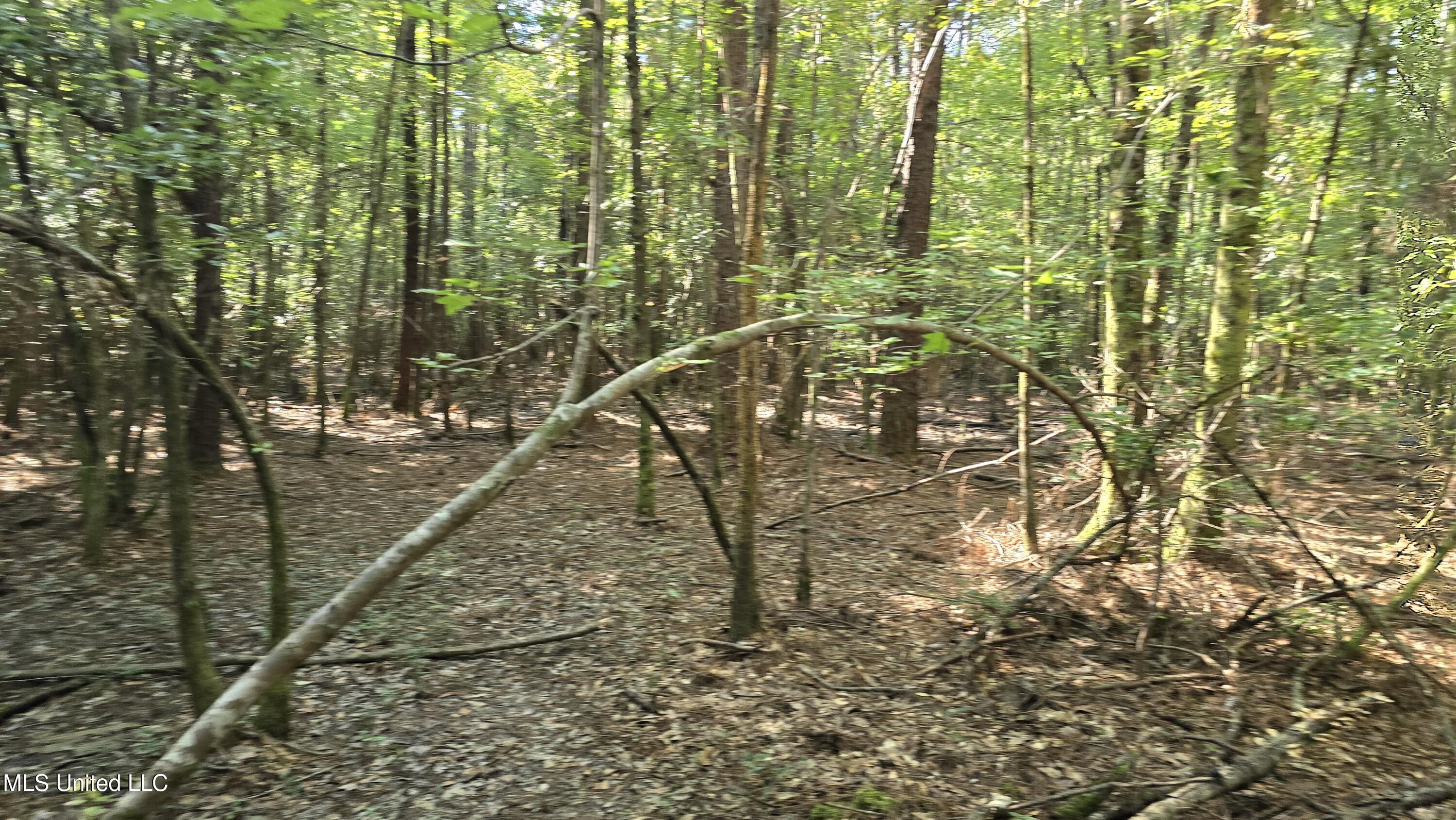 0 Davis Road Purvis, MS 39475 - Photo 4 of 51 20250825_095546