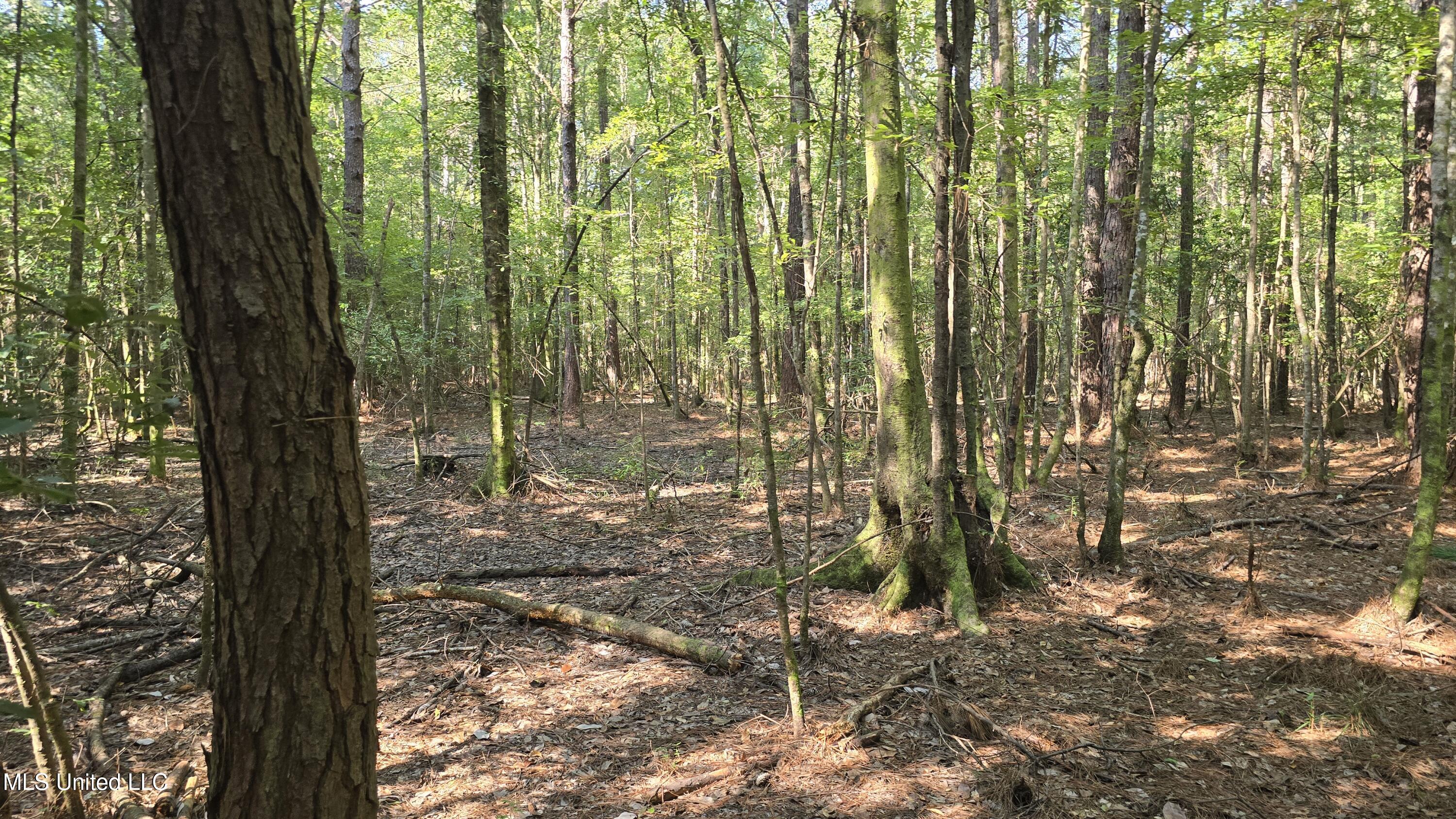 0 Davis Road Purvis, MS 39475 - Photo 5 of 51 20250825_095639