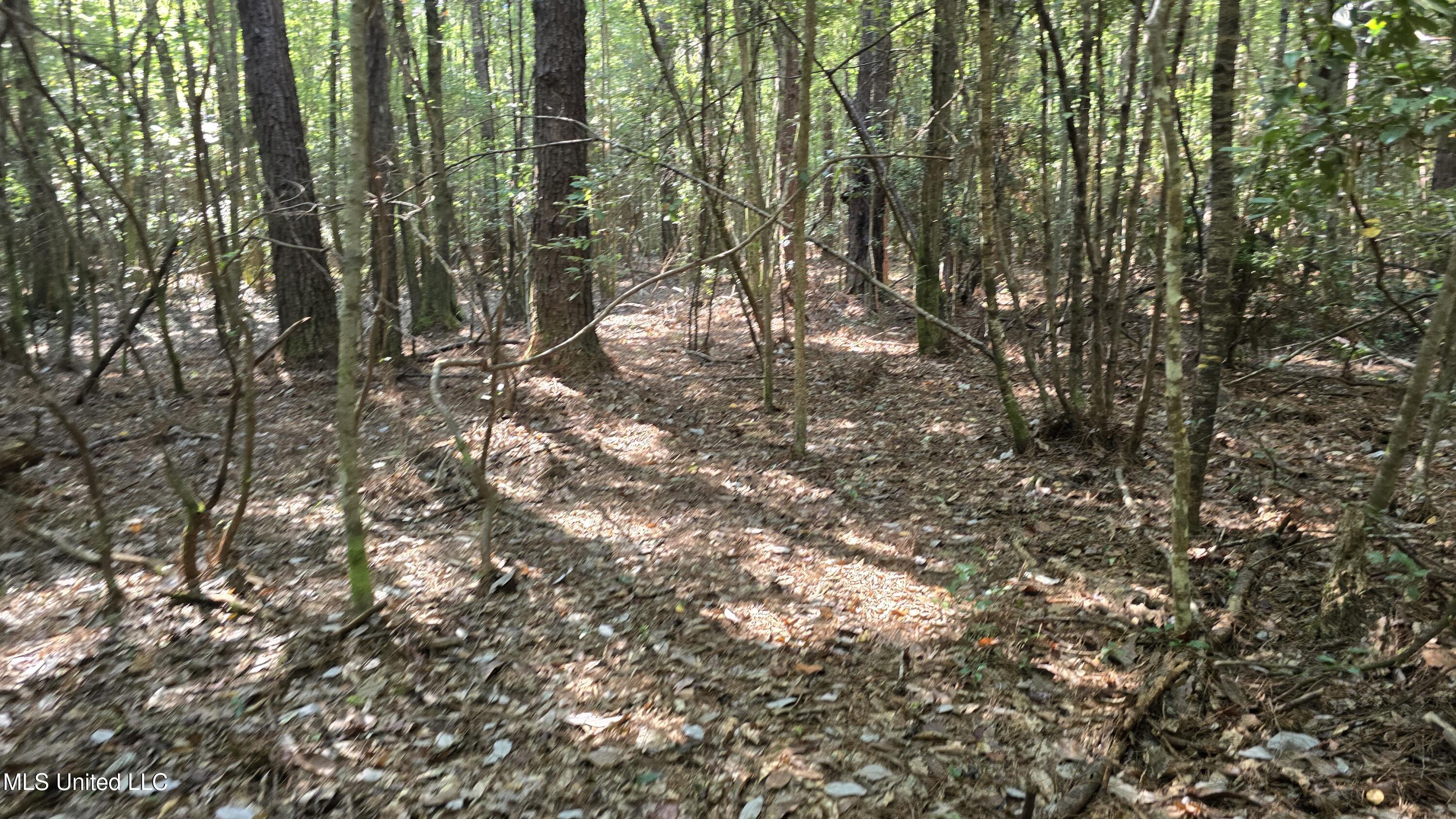 0 Davis Road Purvis, MS 39475 - Photo 6 of 51 20250825_095650