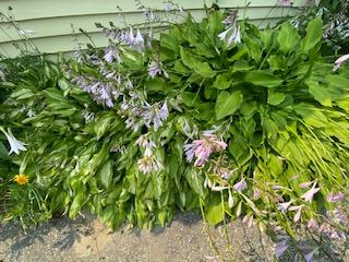 Beautiful perennials