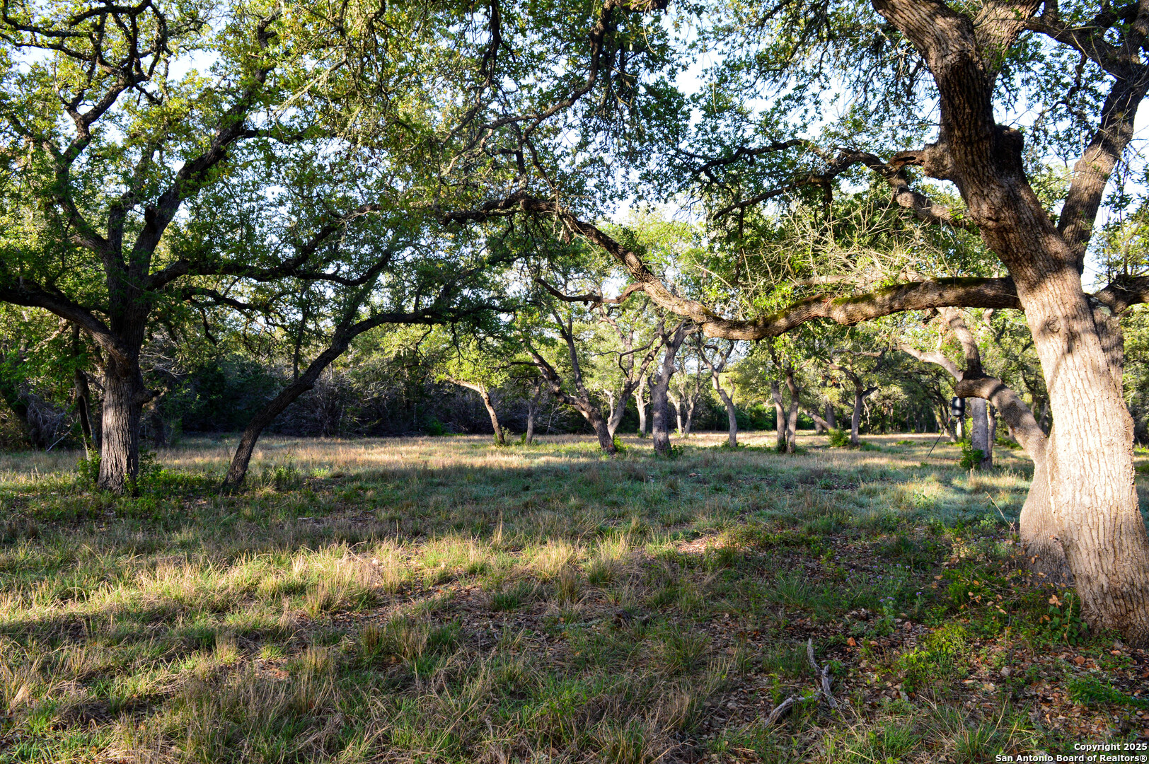 Tbd Pr 233 Hondo, TX 78861 - Photo 18 of 35 a view of a yard with a tree