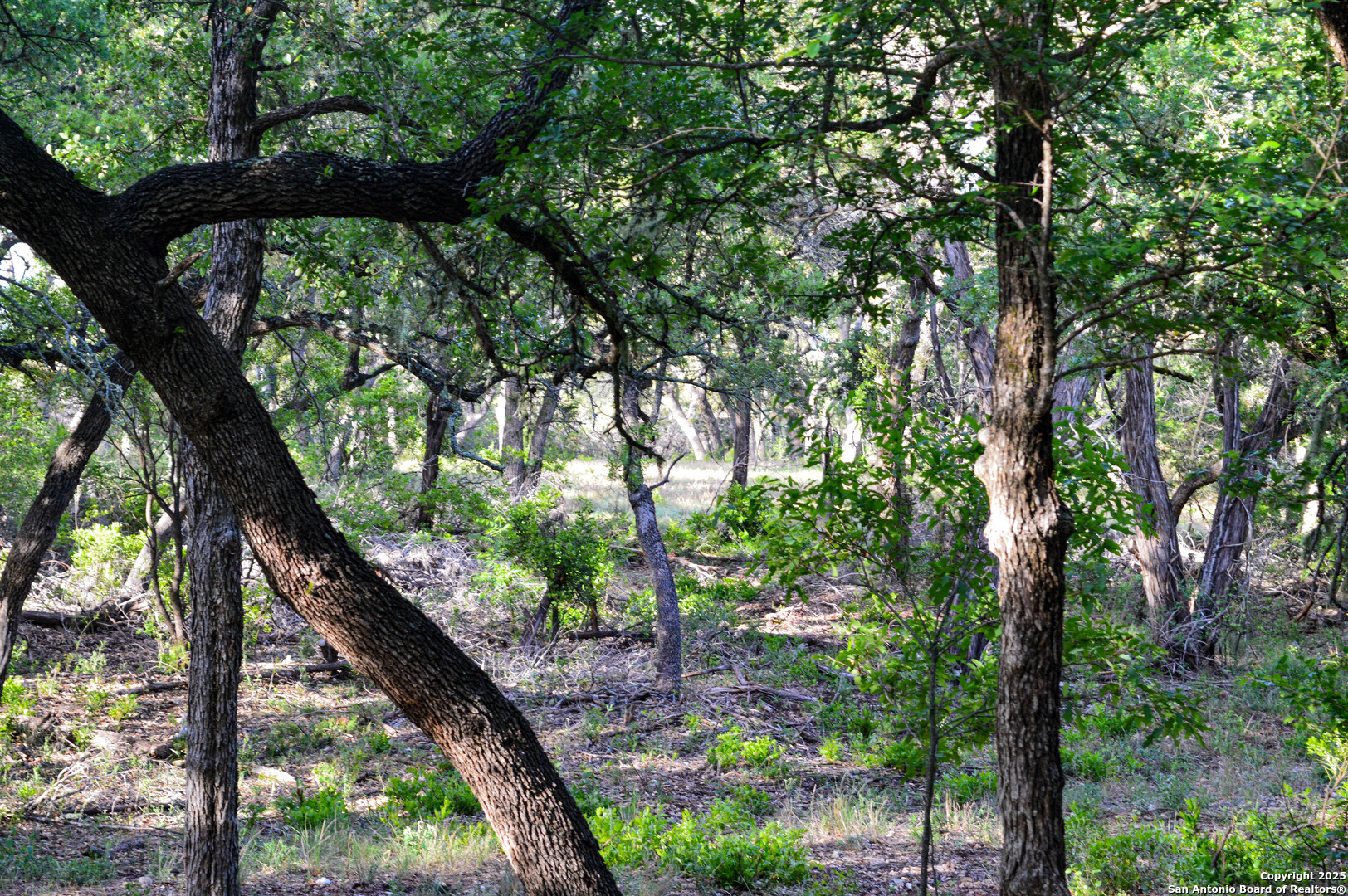 Tbd Pr 233 Hondo, TX 78861 - Photo 19 of 35 a yard with tall trees
