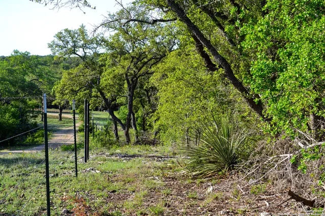 a view of a garden with a tree