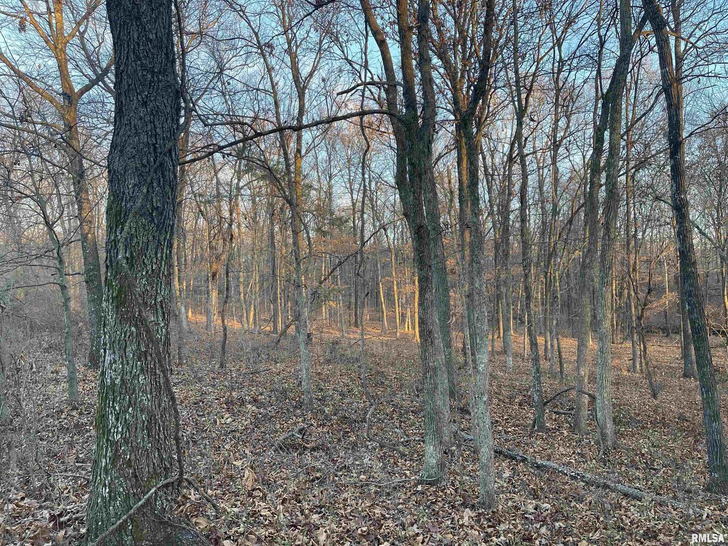 0 Raum Road Golconda, IL 62938 - Photo 5 of 14 a backyard of a house with lots of green space
