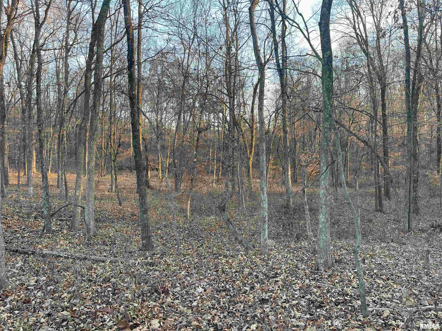 0 Raum Road Golconda, IL 62938 - Photo 7 of 14 a view of a forest with trees in the background