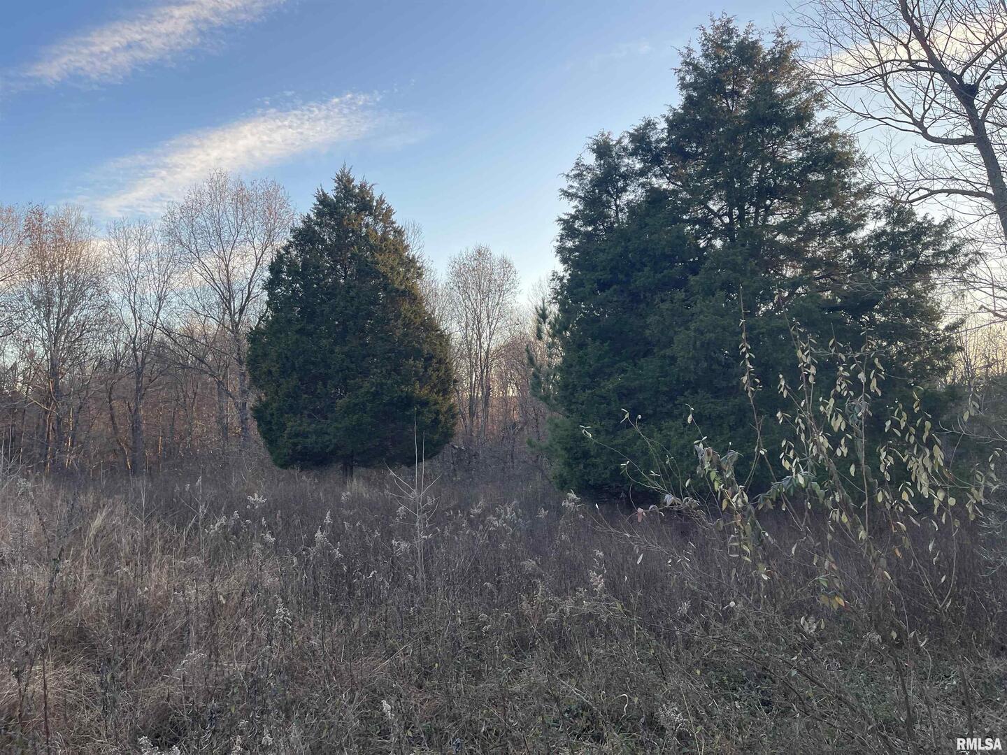 0 Raum Road Golconda, IL 62938 - Photo 8 of 14 a view of a forest with trees in back