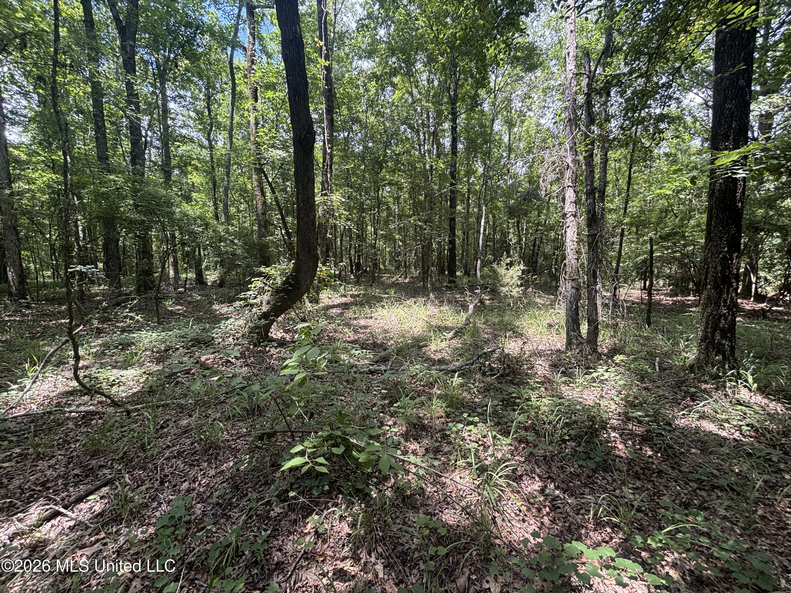 Firetower Road Camden, MS 39045 - Photo 7 of 12 IMG_4806
