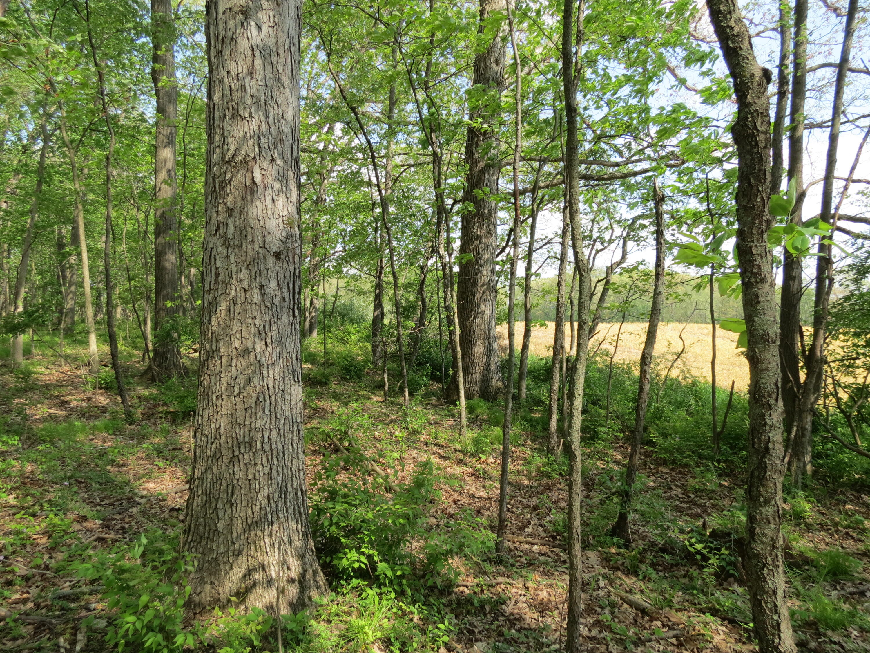 South Stony Lake Road, Unit B Jackson, MI 49201 - Photo 2 of 30 IMG_4238