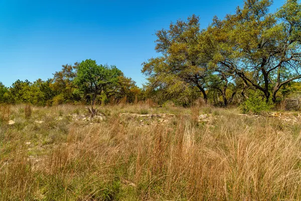 a view of a big yard with plants and large trees
