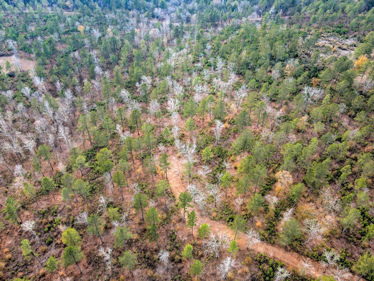 0 Deer Run Road, Unit C Williston, SC 29853 - Photo 12 of 21 Gallery Image 12