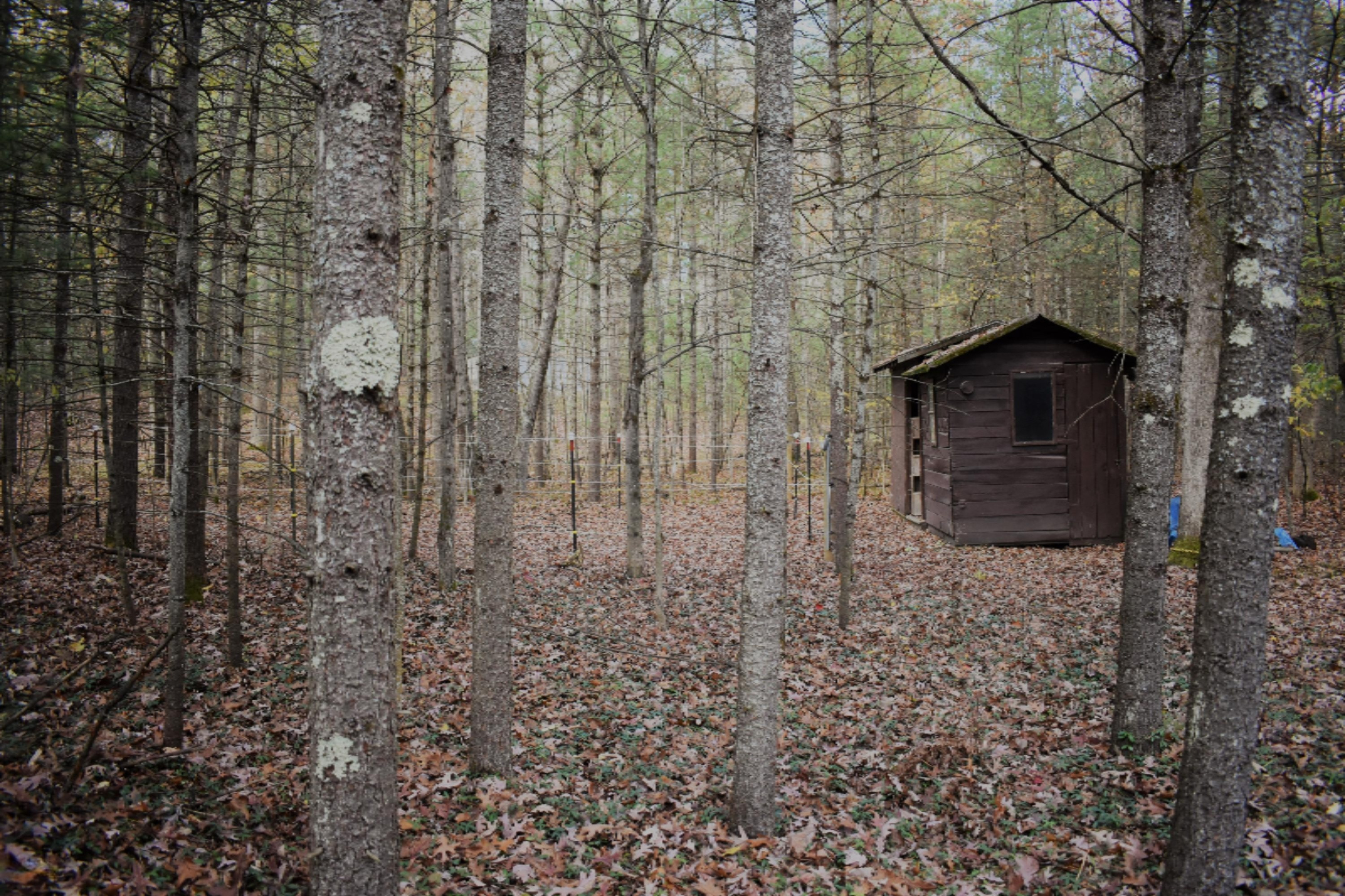 8079 North Granger Road Irons, MI 49644 - Photo 34 of 41 DSC_0439