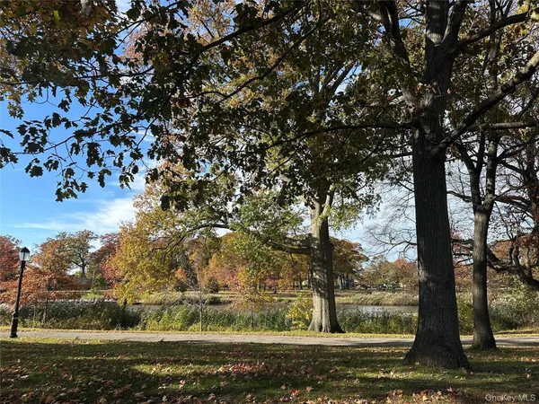 a view of a yard with large trees