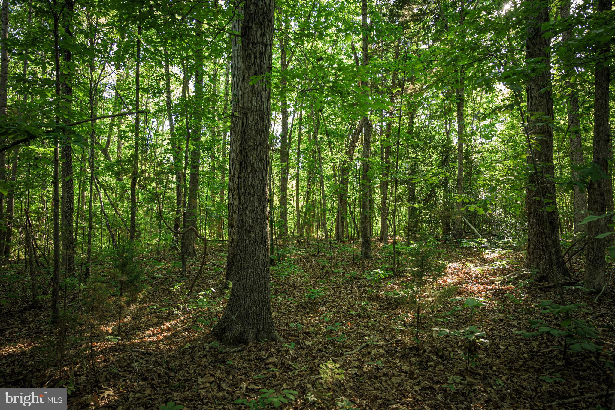 0 Trivette Road Beaverdam, VA 23015 - Photo 35 of 45