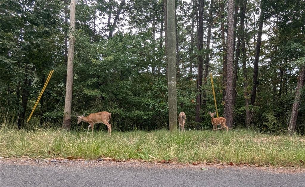 278 Adair Drive Ranger, GA 30734 - Photo 18 of 23 a view of backyard with plants and outdoor seating