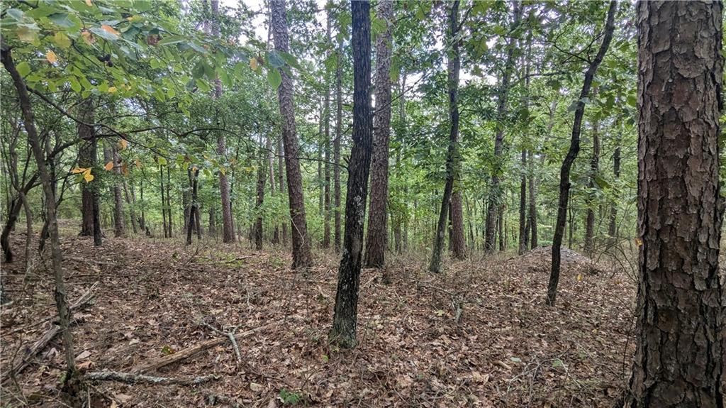278 Adair Drive Ranger, GA 30734 - Photo 8 of 23 a view of a forest with trees in the background