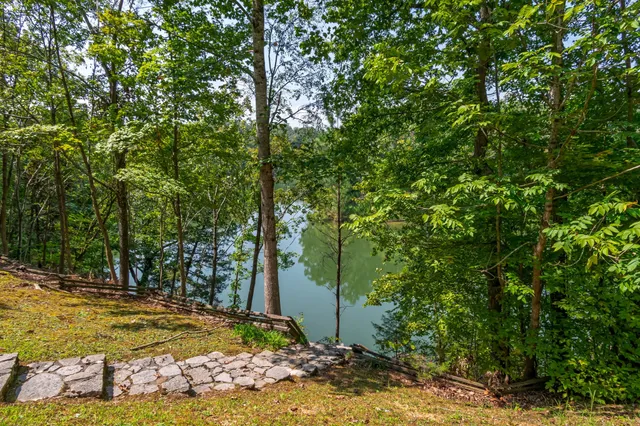 a close up of a plant in a room