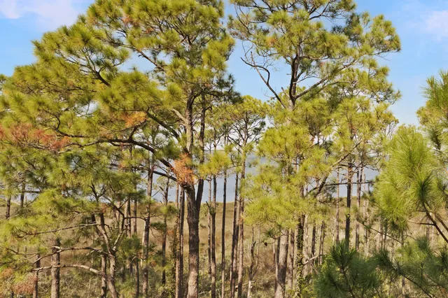 a view of a bunch of plants and trees