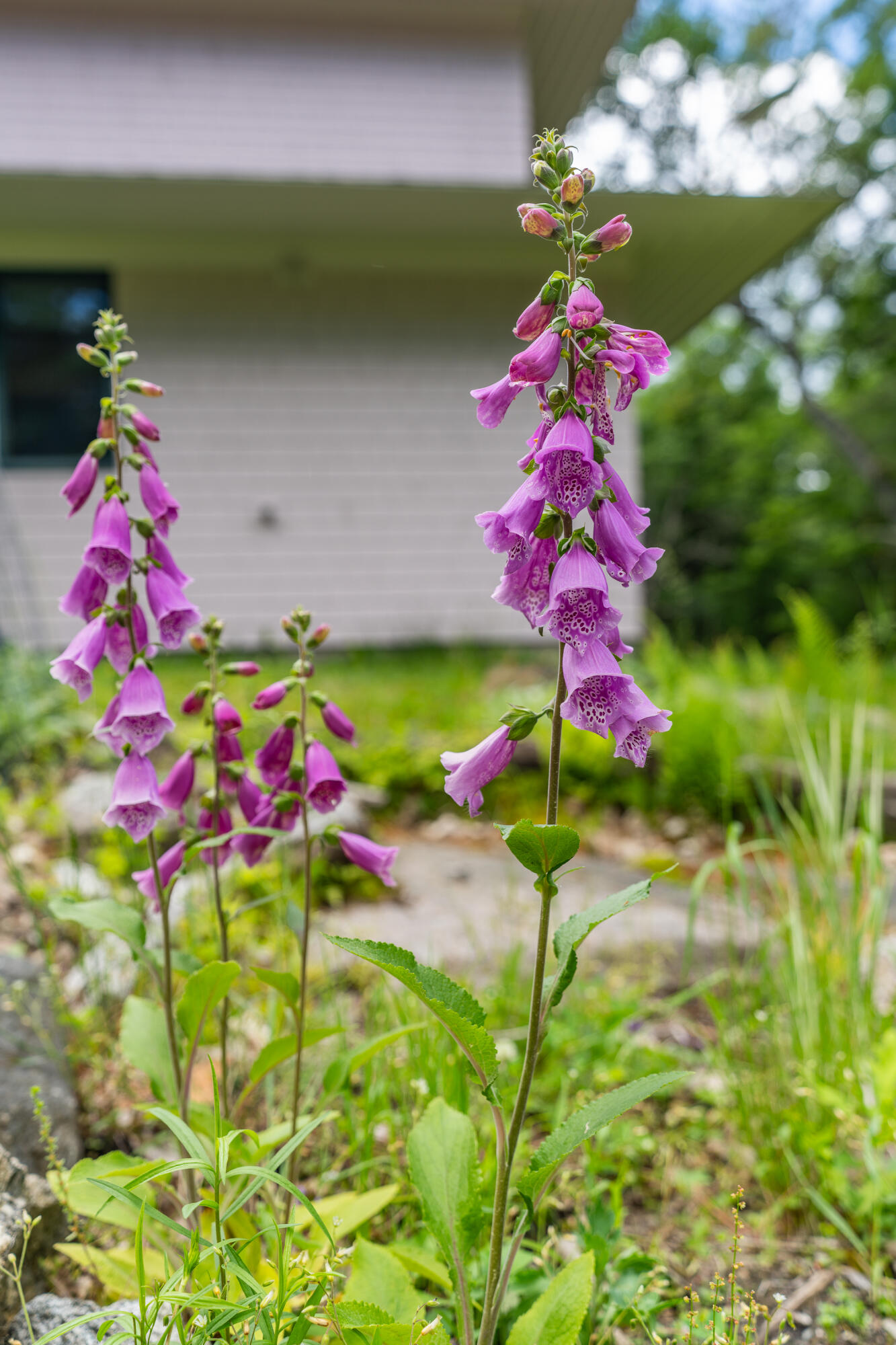 52 Oak Run Road Westport Island, ME 04578 - Photo 153 of 200