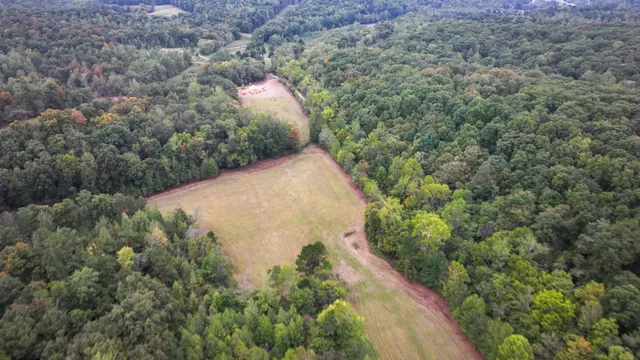 a view of a yard in a forest