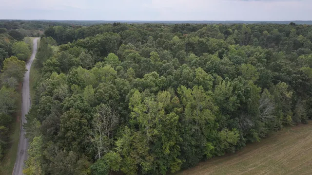 a view of a forest with a street