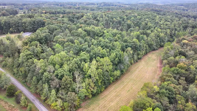 a view of a forest with a street