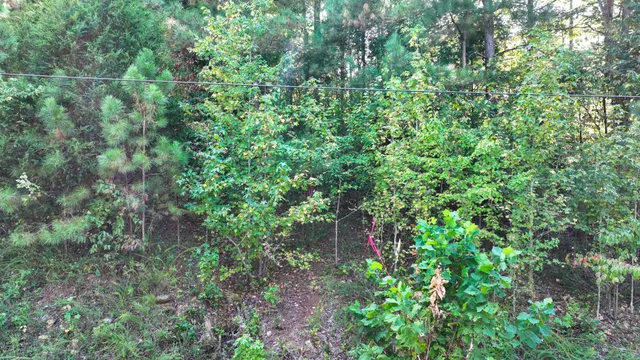 a plant view in yard