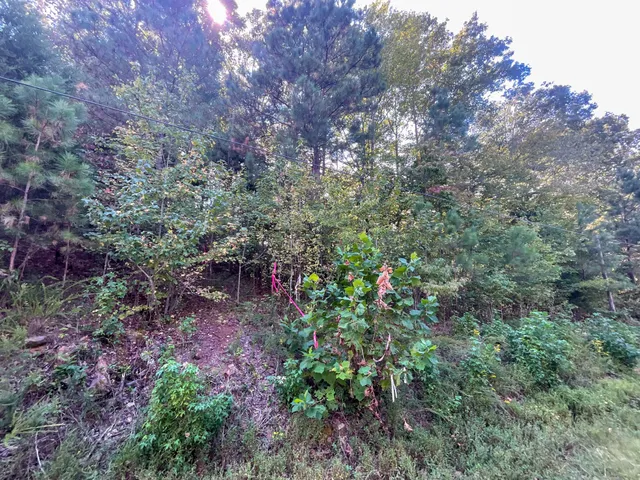 a view of a garden with plants and trees