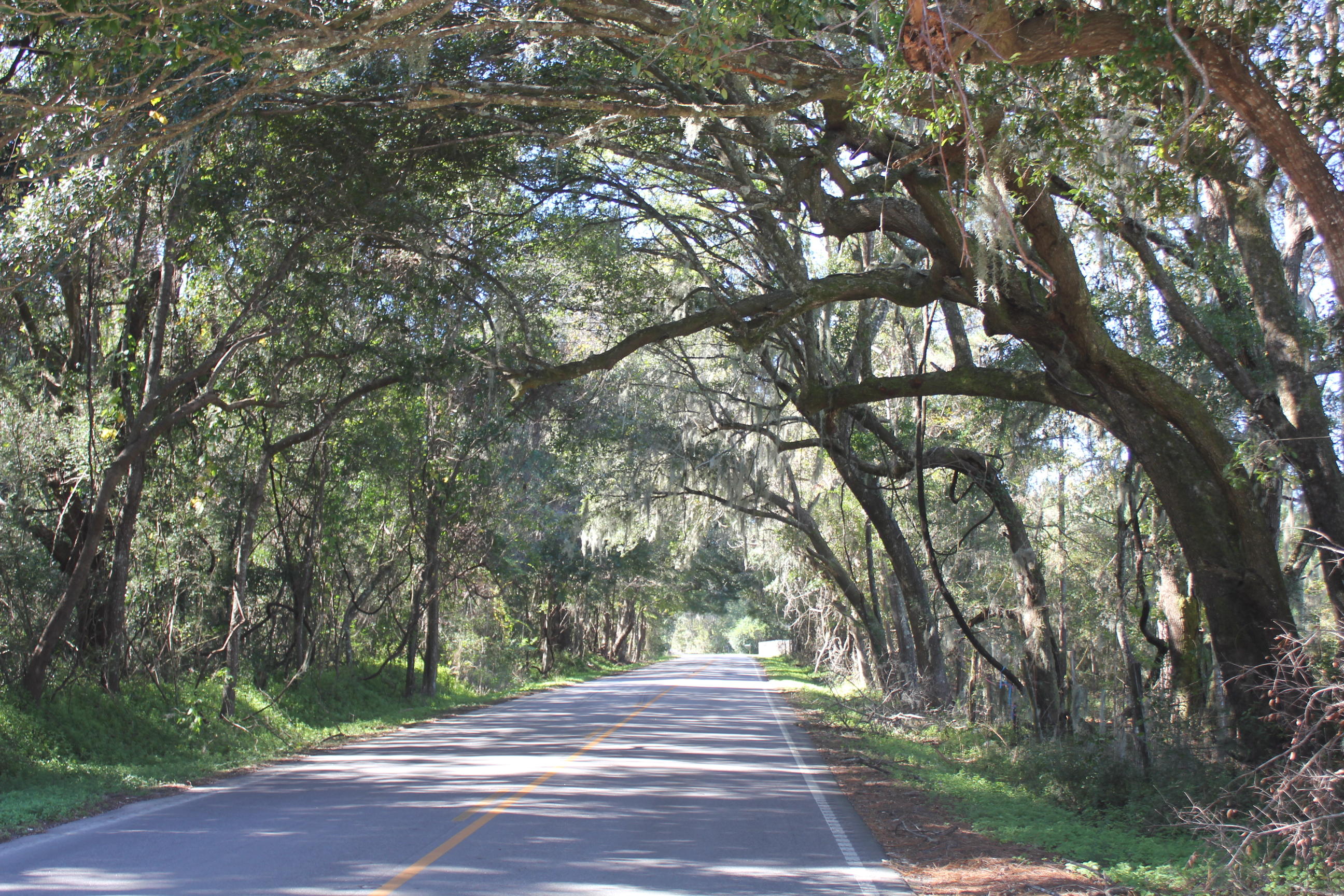 3988 River Road Johns Island, SC 29455 - Photo 1 of 22 IMG_0352