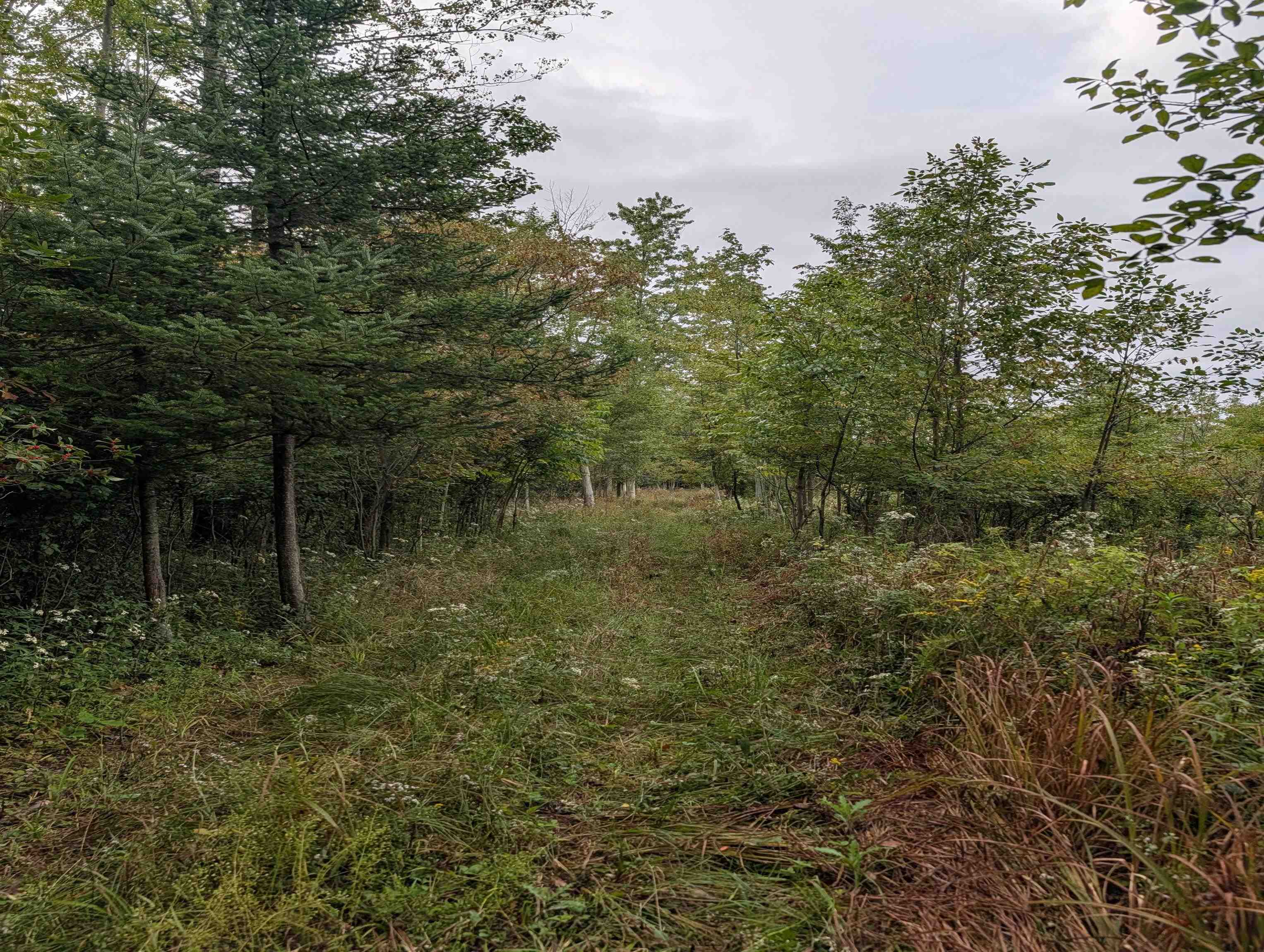 N/a West Huron Road Omer, MI 48749 - Photo 19 of 23 1950587-9e6f19a7-7967-456b-97e2-0ff454eb8f5f.JPG