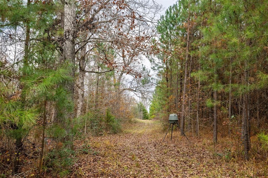 0 County Road 511 Kennard, TX 75847 - Photo 15 of 40 a backyard of a house with lots of green space