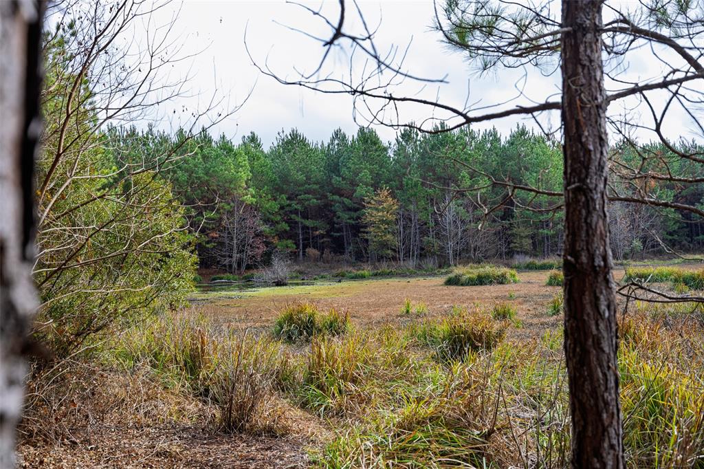 0 County Road 511 Kennard, TX 75847 - Photo 16 of 40 a view of a yard with plants and trees