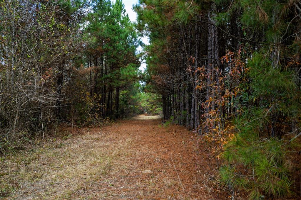0 County Road 511 Kennard, TX 75847 - Photo 18 of 40 a view of a forest with trees in the background