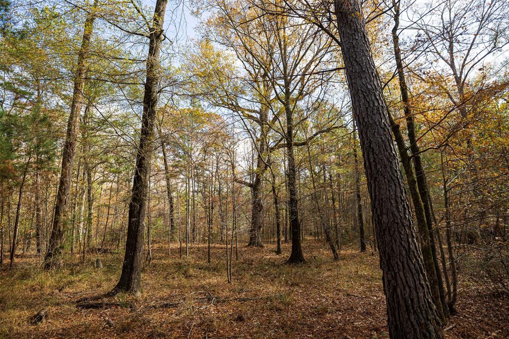 0 County Road 511 Kennard, TX 75847 - Photo 20 of 40 a view of a forest filled with trees