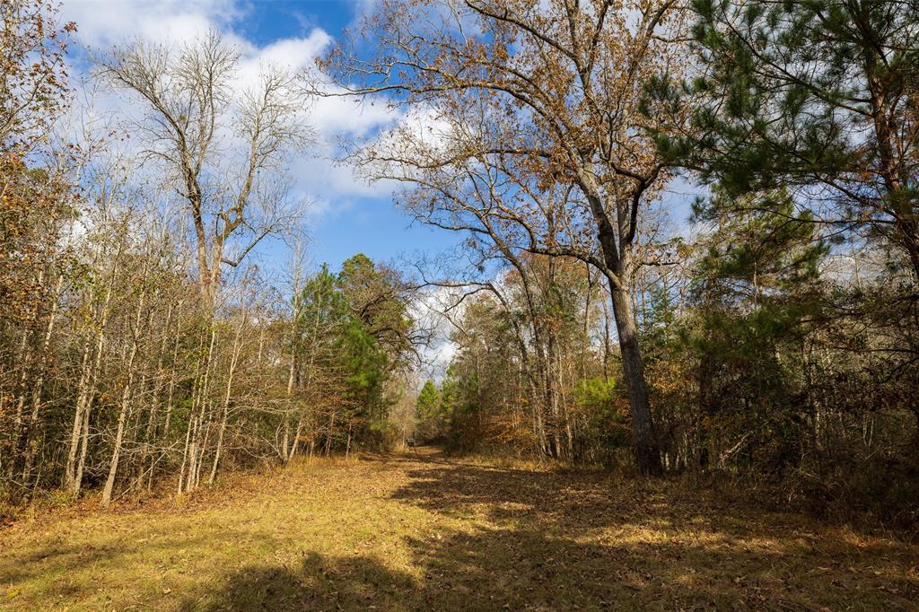 0 County Road 511 Kennard, TX 75847 - Photo 22 of 40 a view of a yard with trees