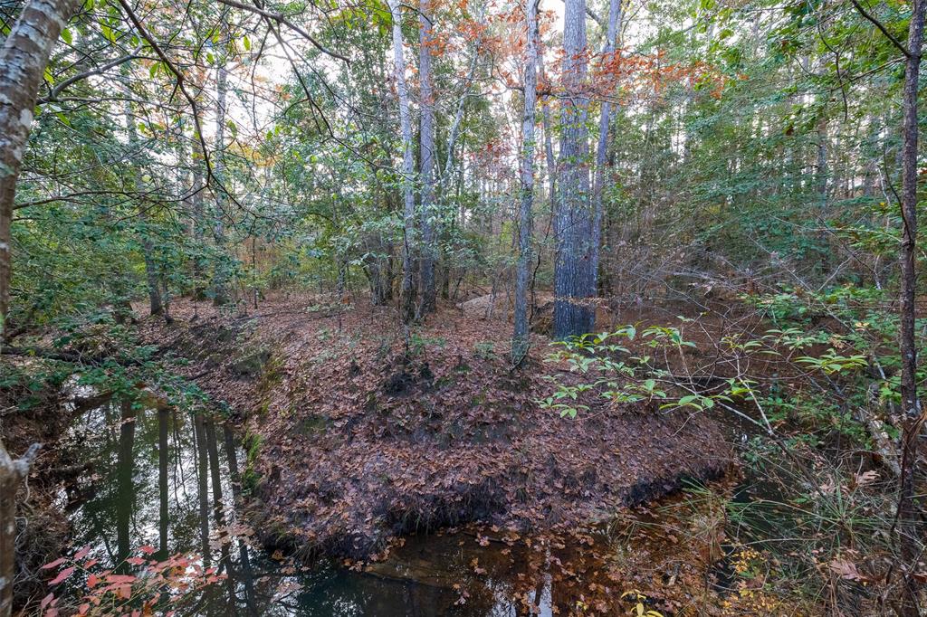 0 County Road 511 Kennard, TX 75847 - Photo 4 of 40 a view of a forest that has large trees